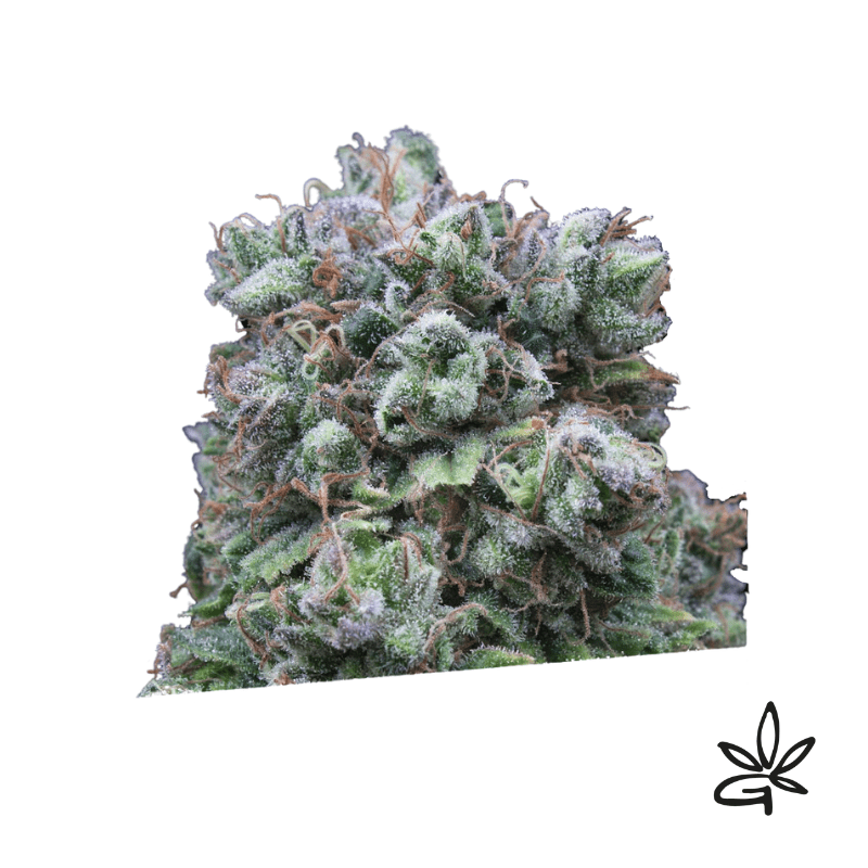 Kush exclusive x3 - Exclusive seeds bank - Gardenz CBD Shop