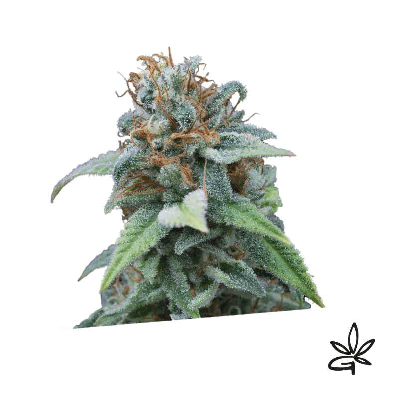 Gasoline x3 - Exclusive seeds bank - Gardenz CBD Shop