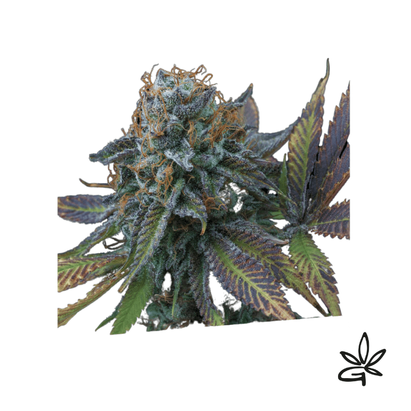 Perla negra x3 - Exclusive seeds bank - Gardenz CBD Shop