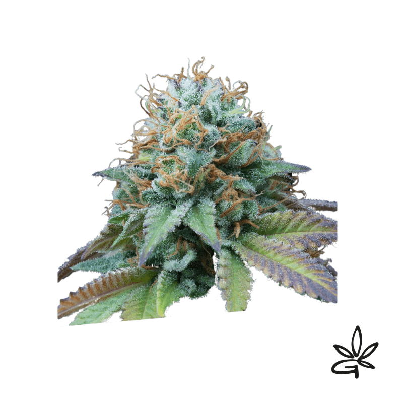 Kittlez tropical x3 - Exclusive seeds bank - Gardenz CBD Shop