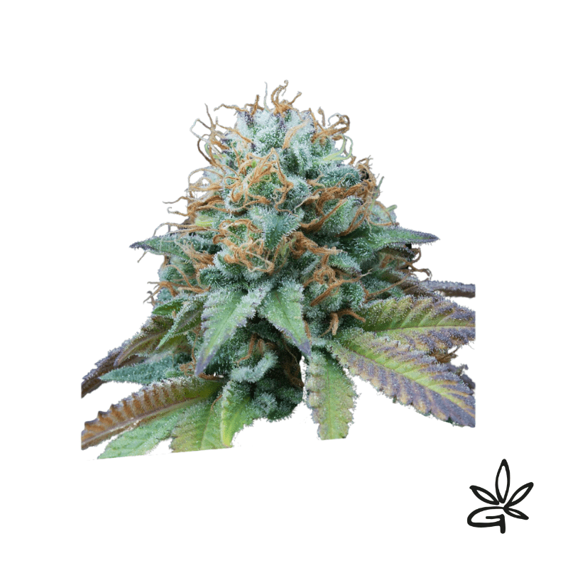 Kittlez tropical x5 - Exclusive seeds bank - Gardenz CBD Shop
