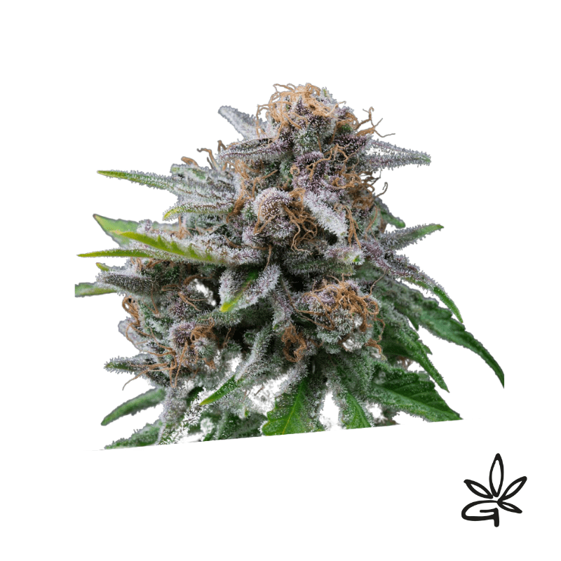 Maka sugary x5 - Exclusive seeds bank - Gardenz CBD Shop