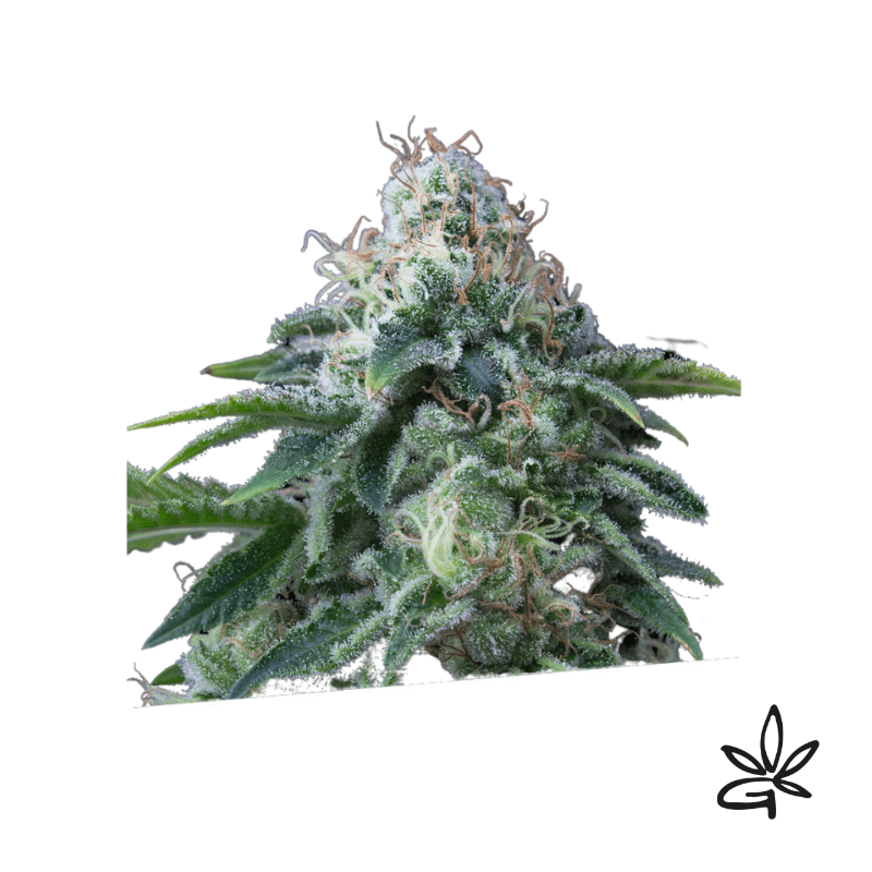 Dr lemon og x3 - Exclusive seeds bank - Gardenz CBD Shop