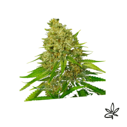 Super larry og x3 -...