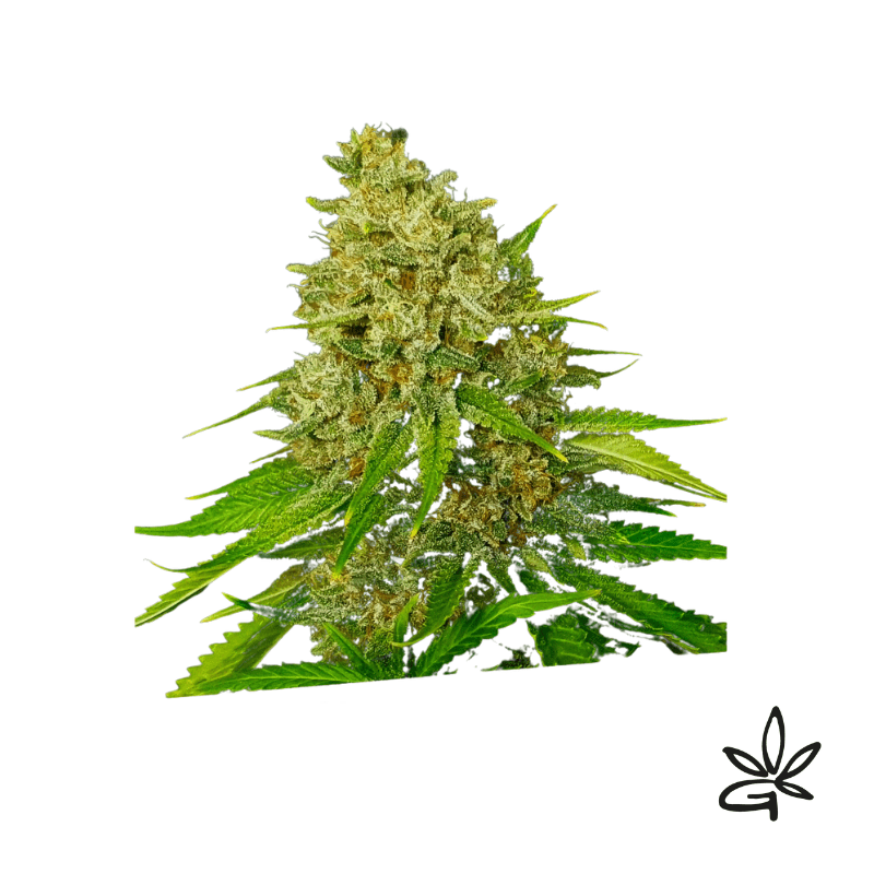 Super larry og x3 - Exclusive seeds bank - Gardenz CBD Shop