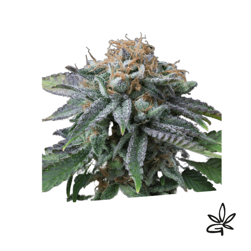 Cherry punch x3 - Exclusive seeds bank - Gardenz CBD Shop