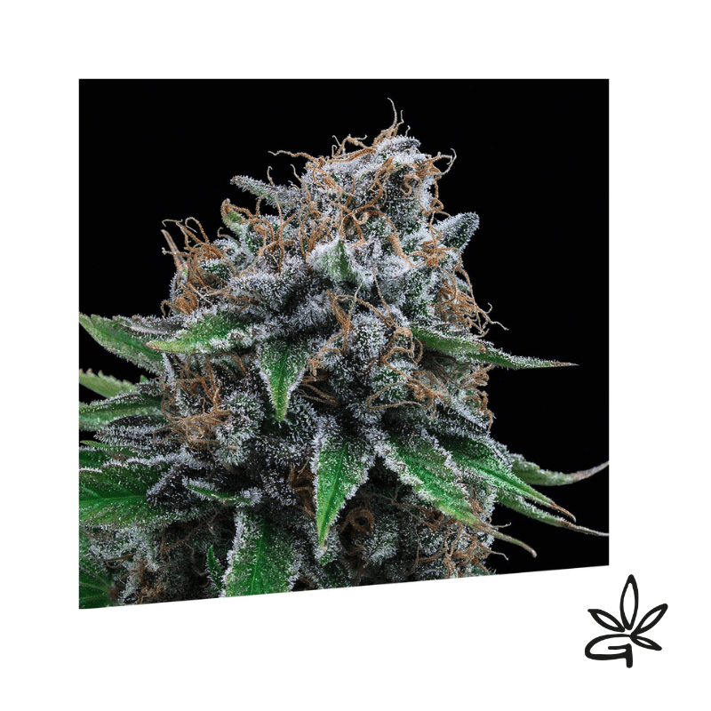 👨‍🌾🌱Tutti Gelatox3-Exclusive seeds bank - Gardenz CBD E Shop🌱👨‍🌾