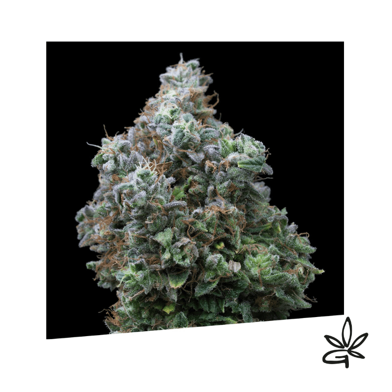 🌱🍇Bubba Kush x3 - Exclusive seeds bank - Gardenz CBD E Shop🍇🌱