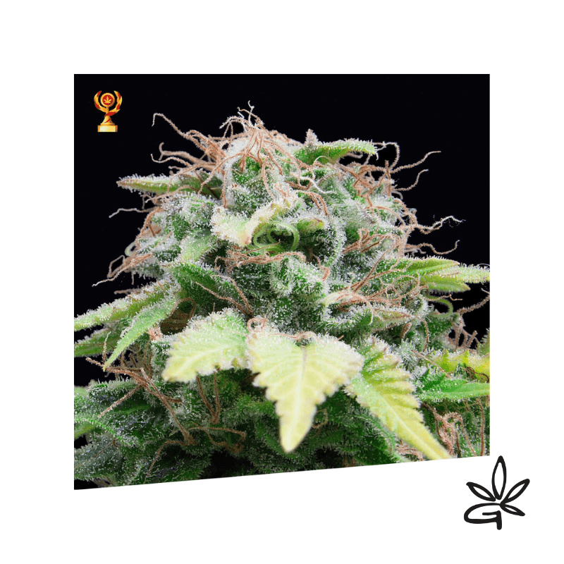 🚀🌱Auto Mandarina x3 - Exclusive seeds bank - Gardenz CBD E Shop🌱🚀