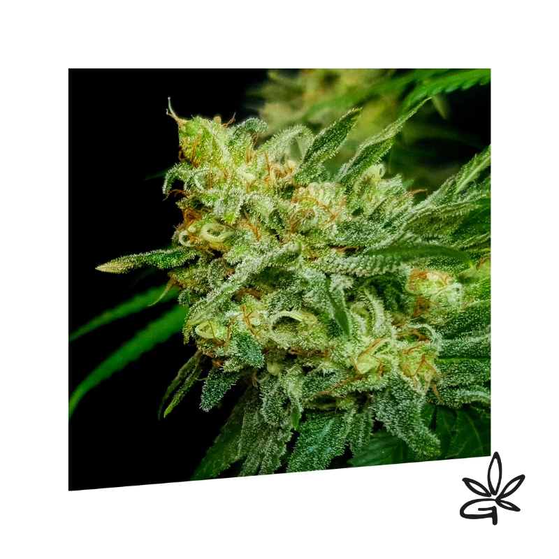 🌱🥭Mango Burst x3 - Exclusive seeds bank - Gardenz CBD E Shop🥭🌱
