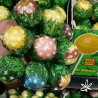 🫐🍭Sucette au cannabis BubblegumxBlueberry 18g - Gardenz CBD Shop🍭🫐