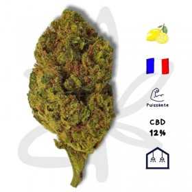 Gardenz Kush CBD - Fleur CBD