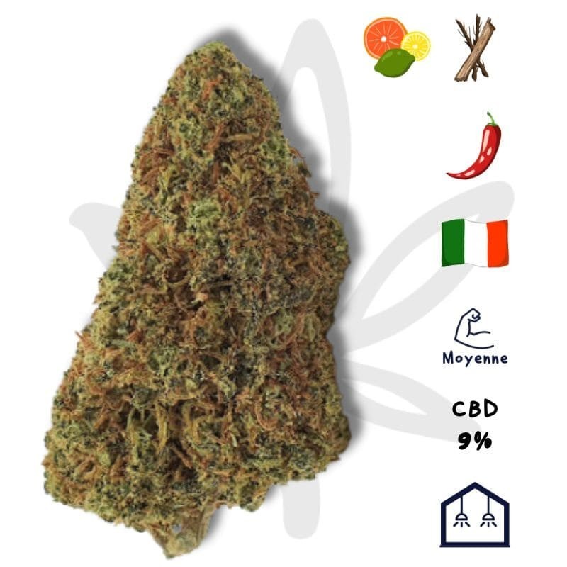 📜 CONE PRE ROULER - GARDENZ MEILLEUR CBD SHOP 📜