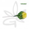 🍋🍭Sucette au cannabis Bubblegum x Lemon haze - Gardenz CBD Shop🍭🍋