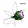 🥝🍭Sucette au cannabis Bubblegum x Purple haze - Gardenz CBD Shop🍭🥝