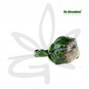 🍉 🌿Sucette au cannabis Watermelon Punch 18g - Dr Greenlove 🌿🍉