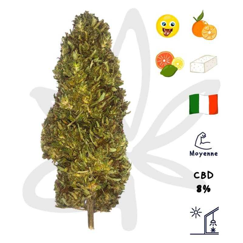🍊 Orange Bud CBD - Fleur de CBD - Gardenz CBD Shop 🍊