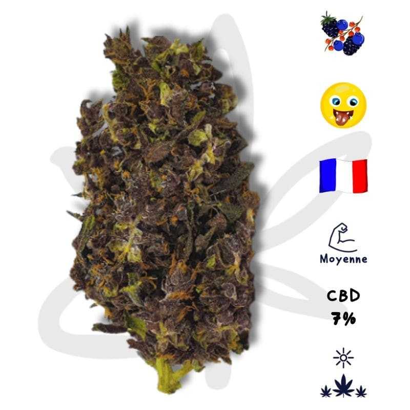 🥦🍇 Black Purple CBD - Fleur de CBD - Gardenz CBD Shop 🍇🥦