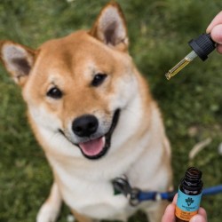 Huile CBD chien 7% "Bacon" 10ml - Weedness CBD