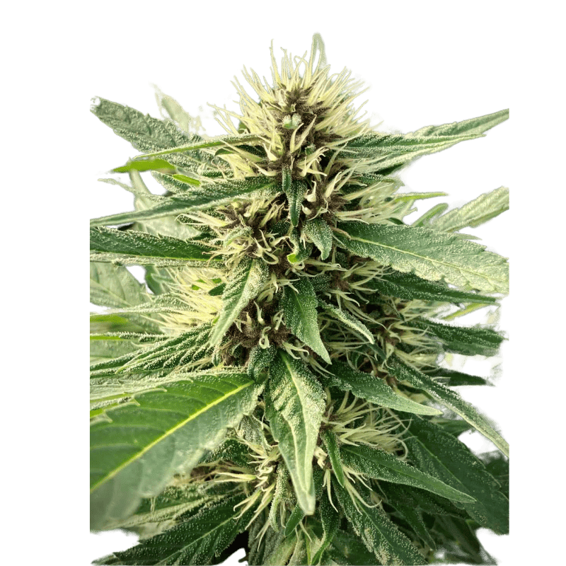 Variété Fleur CBD Amethys - Canebiera
