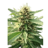 Variété Fleur CBD Amethys - Canebiera