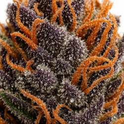 Fleur H3 turbo 12% CBD Blue Zushi Glass House France zoom