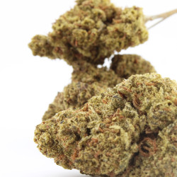 Fleur H3 Turbo - Chronix