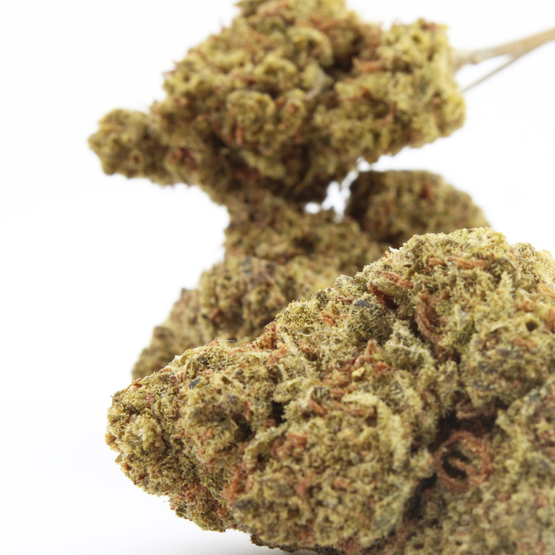 Fleur H3 Turbo - Chronix