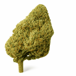 Variété Fleur CBD White Jealousy