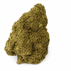 Variété Fleur CBD Gelato Cake