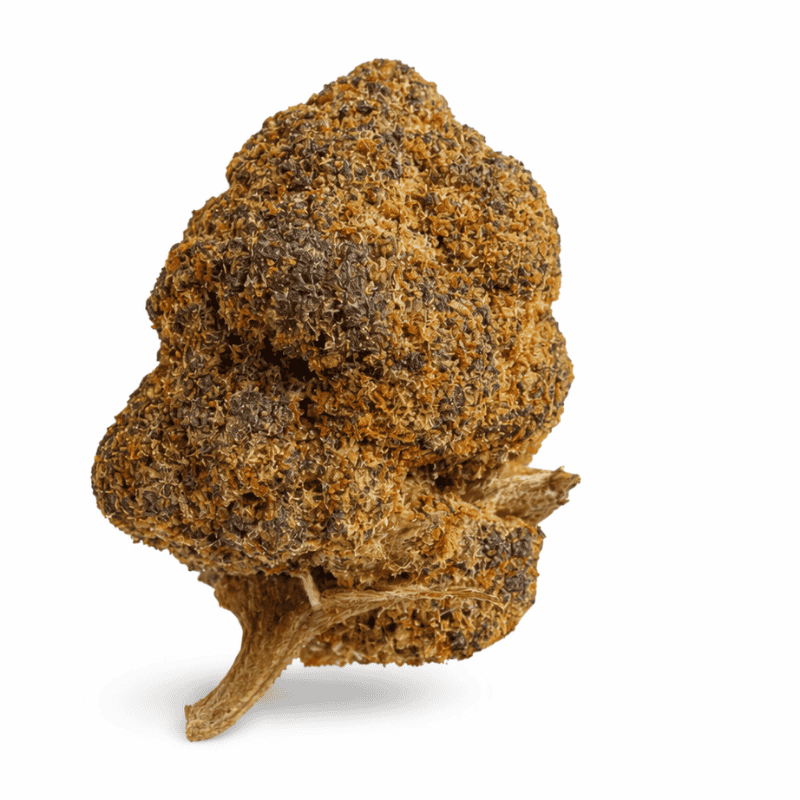 Variété Fleur CBD Vision turbo