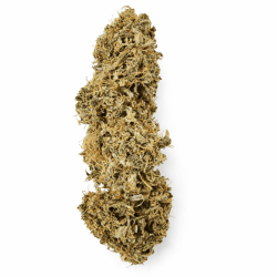 Variété Fleur CBD Pink Panther