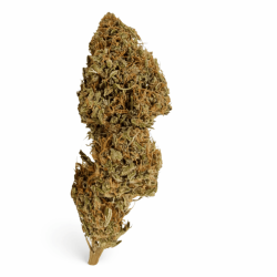 Variété Fleur CBD Magistra