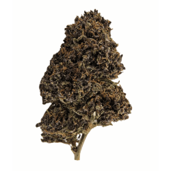 Variété Fleur CBD Purple Runtz