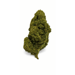 Variété Fleur CBD Marshmallow OG