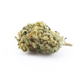 Amnesia - Small Buds