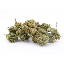 Amnesia - Small Buds