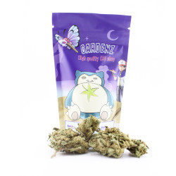 Amnesia - Small Buds