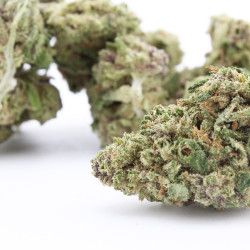 Liberty Haze - Small Buds