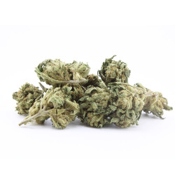 Orange Bud - Small Buds