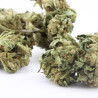 Orange Bud - Small Buds