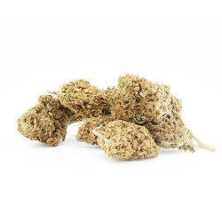 Magistra - Canebiera