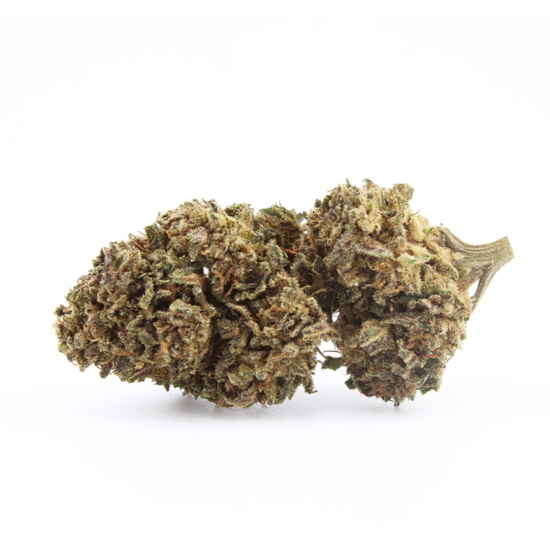 Jungle Mist - Le Pavillon Vert