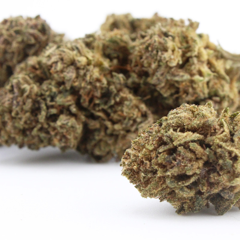 Jungle Mist - Le Pavillon Vert