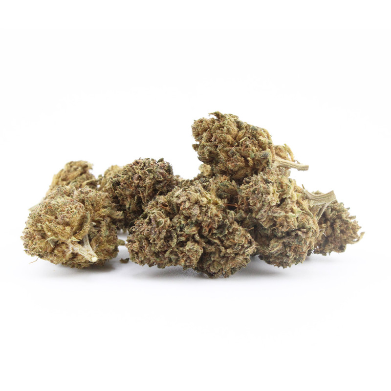 Jungle Mist - Le Pavillon Vert