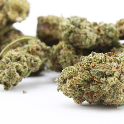 Fleur H3 Turbo Jalouse