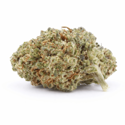 Fleur H3 Turbo Jalouse