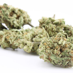 Mandarine Kush - Small Buds