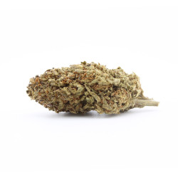 Blue Orchid fleur cbd