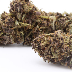 Purple Runtz fleur cbd